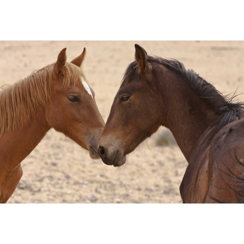 Namibia, Garub Feral horse herd touch noses